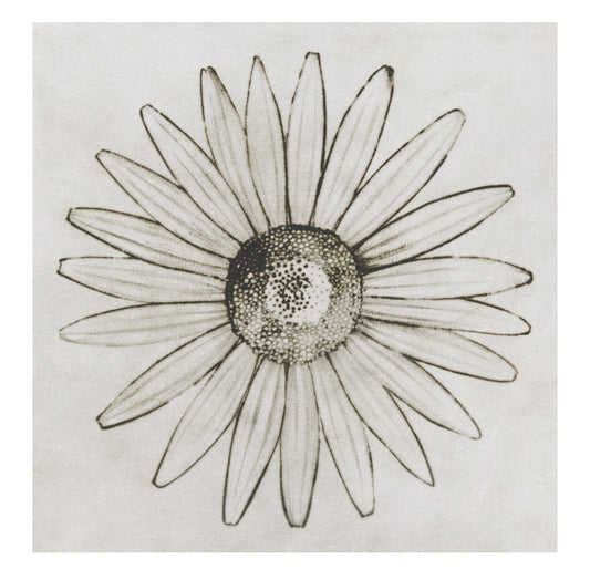 Liz Parkinson, Oxeye Daisy, 2009, drypoint on Gampi (Japanese paper), edition: A/P (Artist Proof), paper size: 18" x 18"