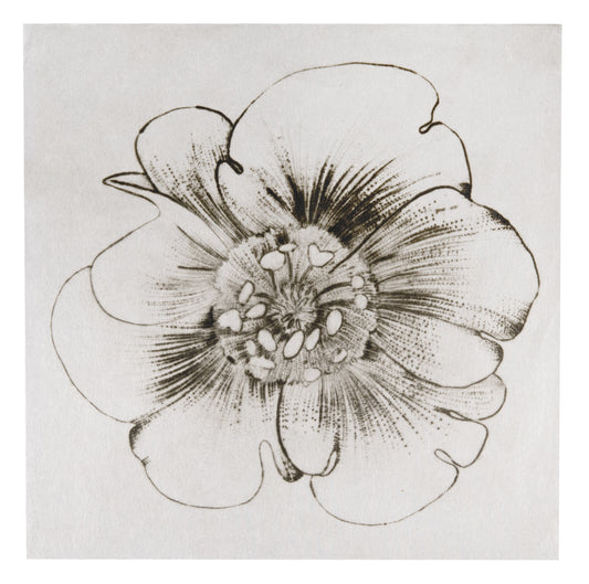 Liz Parkinson, Buttercup (from Paradise Field), 2009, drypoint on Gampi (Japanese paper), edition: A/P (Artist Proof), paper size: 18" x 18"