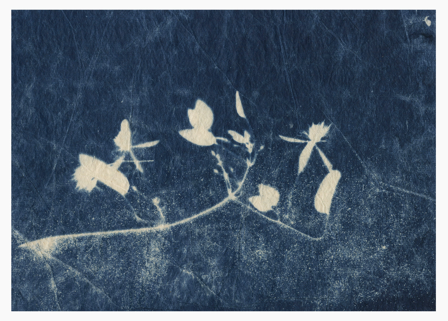 Sally Ayre, Anonymous, 2025, cyanotype, edition: 1/1, paper size: 5” x 7”