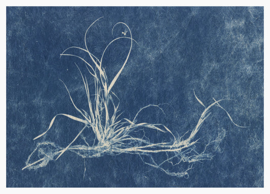 Sally Ayre, Beach Grass, 2025, cyanotype, edition: 1/3 VE, paper size: 5” x 7”