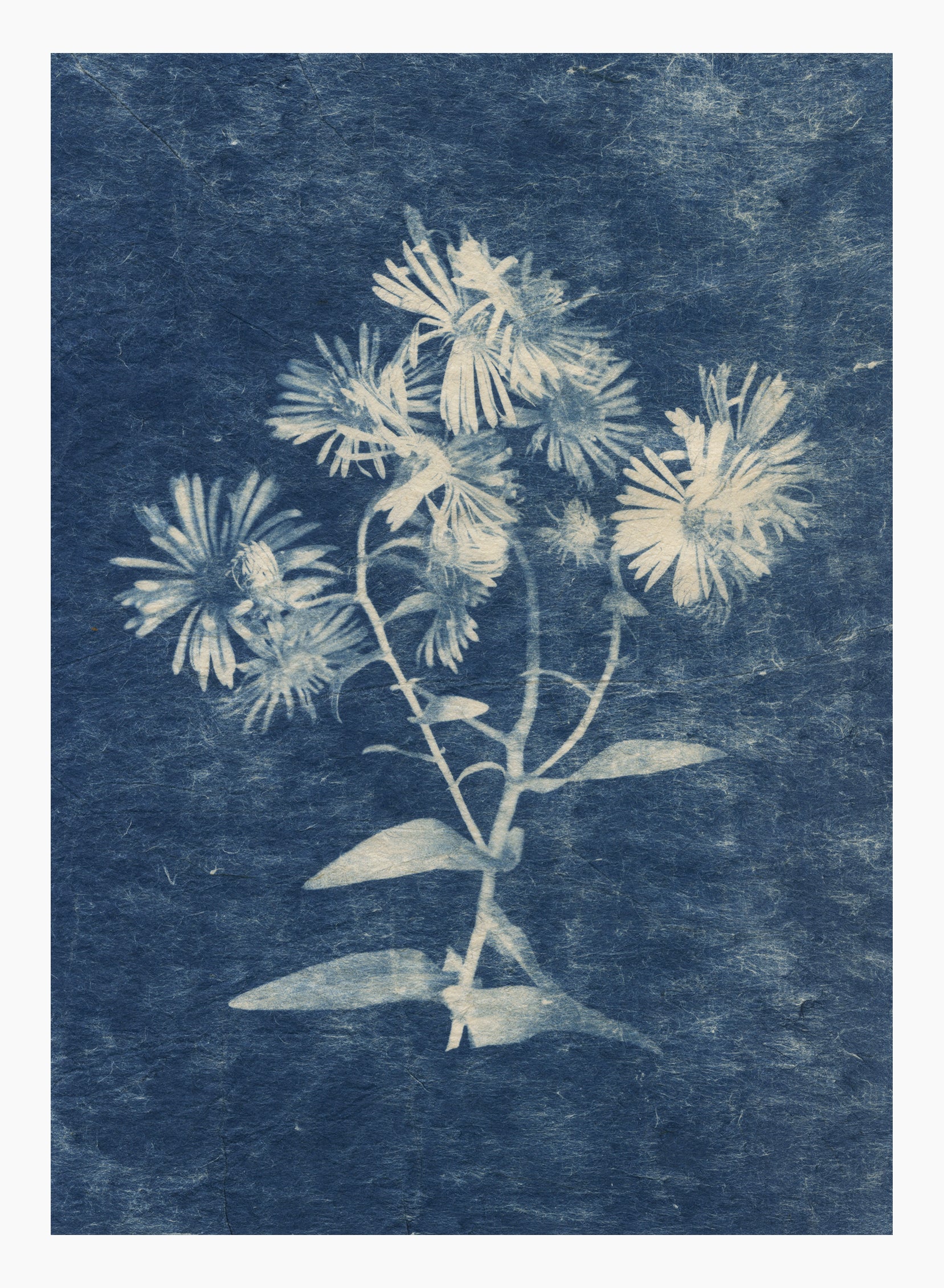 Sally Ayre, Purple Aster, 2025, cyanotype, edition: 1/3 VE, paper size: 7” x 5”