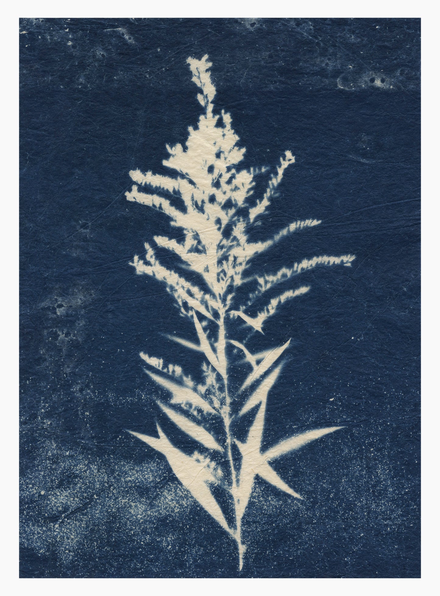 Sally Ayre, Goldenrod 1, 2025, cyanotype, edition: 1/1, paper size: 7” x 5”