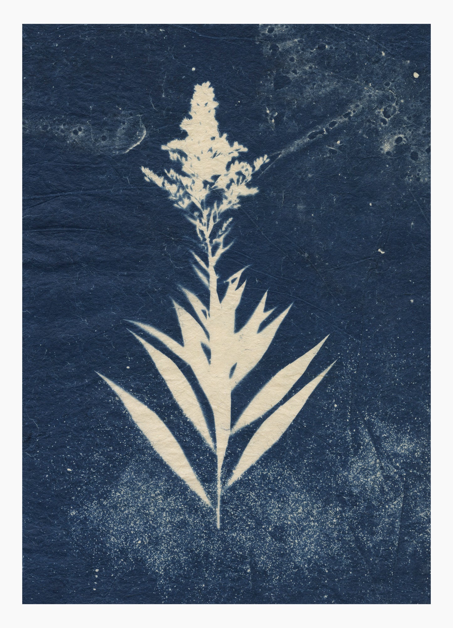 Sally Ayre, Goldenrod 2, 2025, cyanotype, edition: 1/1, paper size: 7” x 5”