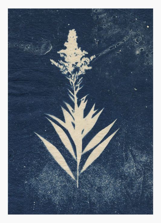 Sally Ayre, Goldenrod 2, 2025, cyanotype, edition: 1/1, paper size: 7” x 5”