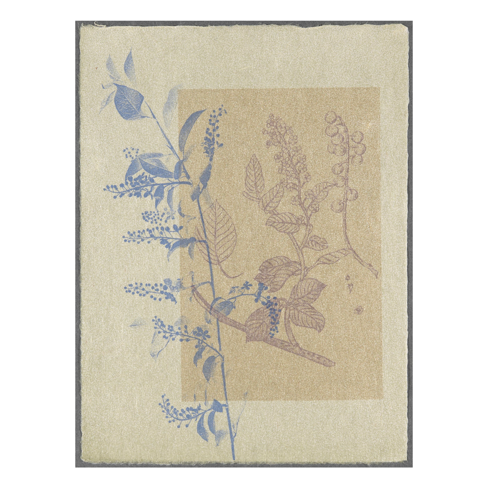 Sally Ayre, Choke Cherry, 2013, screenprint on washi (Japanese paper), F/P, 12" x 9", deckled natural edge.