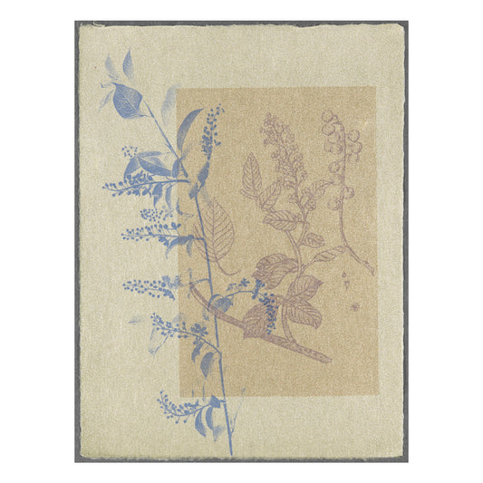 Sally Ayre, Choke Cherry, 2013, screenprint on washi (Japanese paper), F/P, 12" x 9", deckled natural edge.