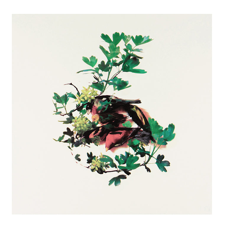 Sara Angelucci, Spring, 2015, screenprint, edition of 20, paper size: 16" x 16"