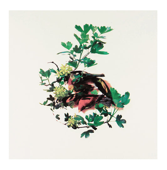 Sara Angelucci, Spring, 2015, screenprint, edition of 20, paper size: 16" x 16"