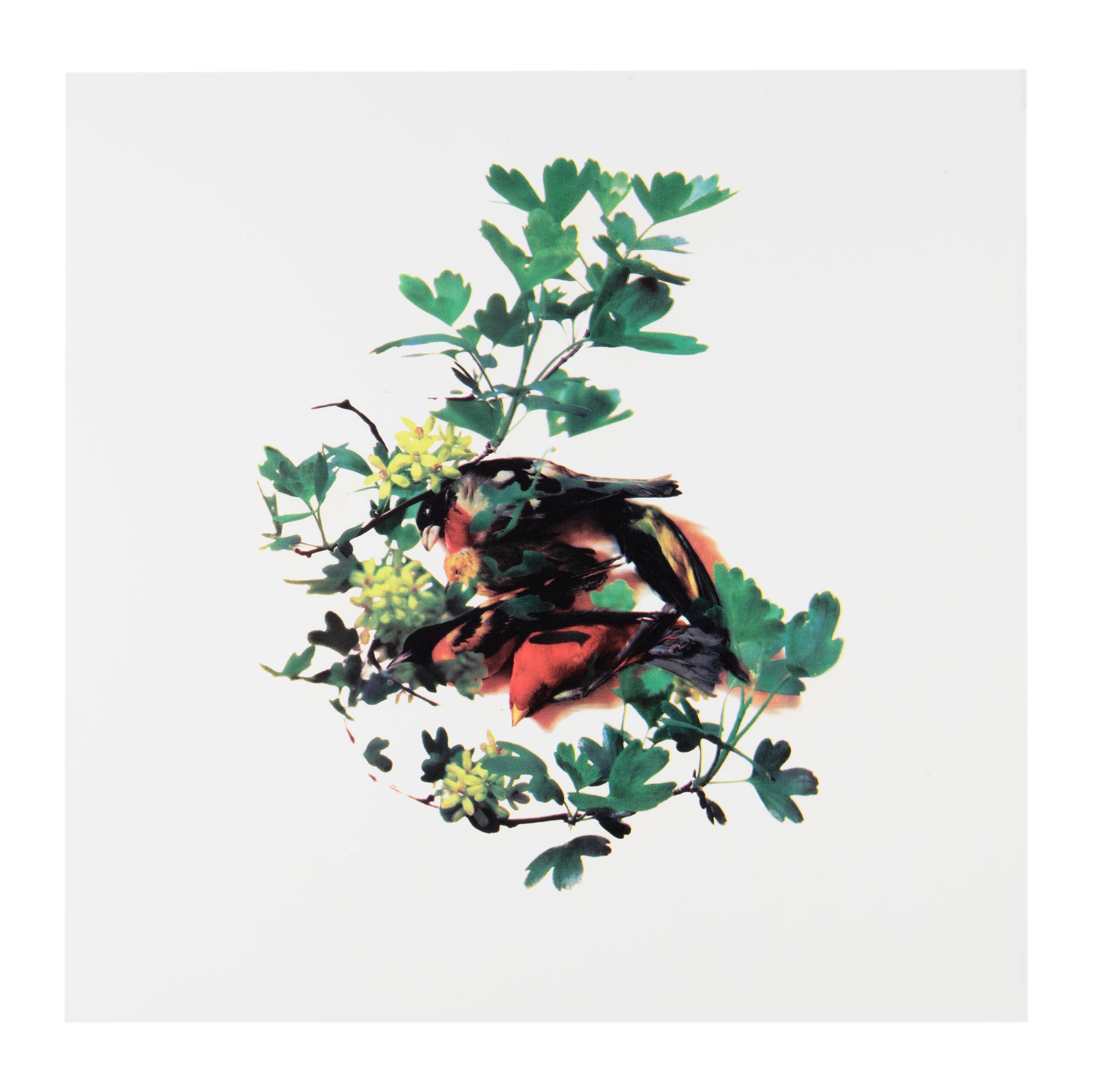 Sara Angelucci, Spring, 2015, screenprint, edition of 20, paper size: 16