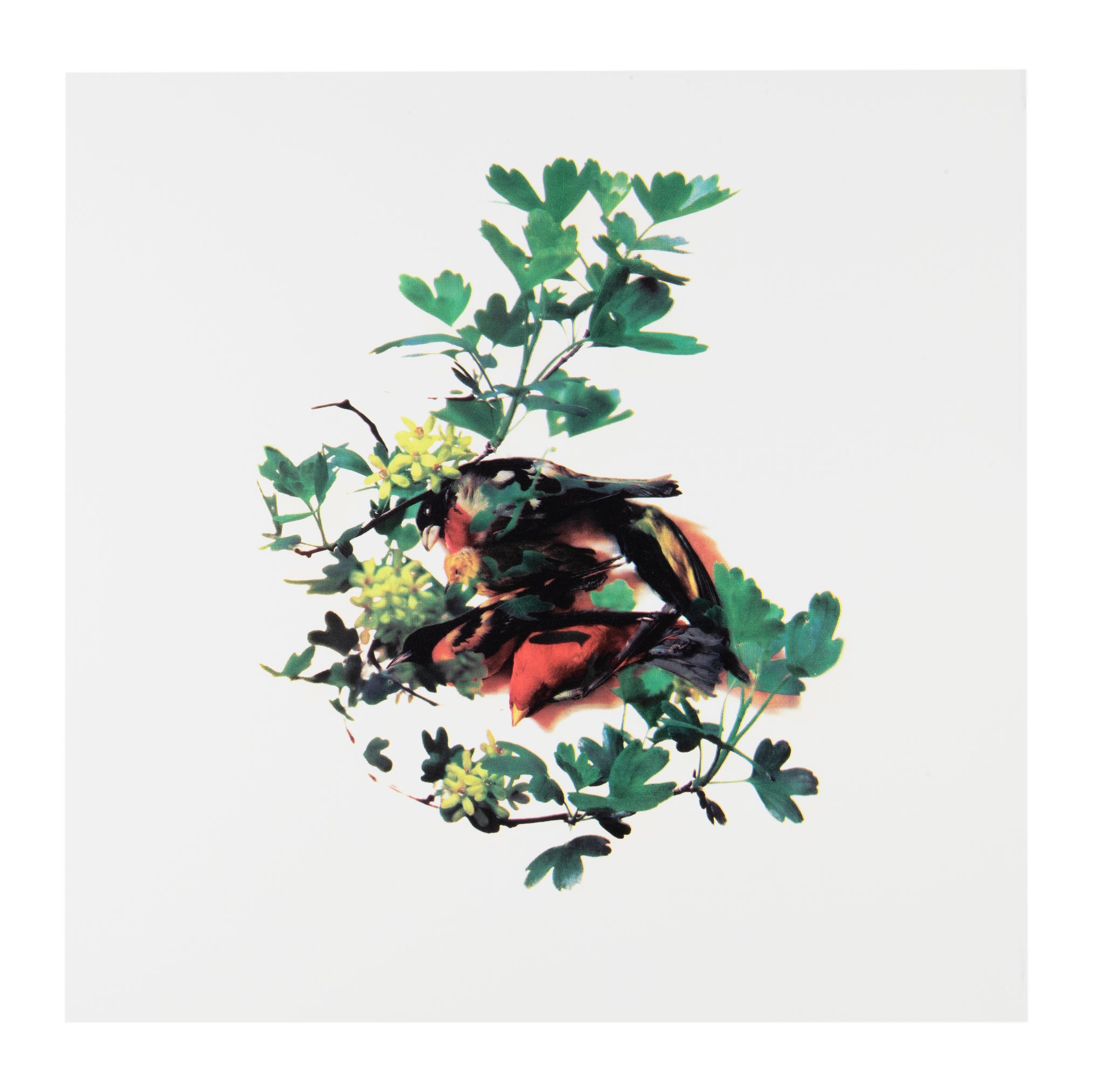 Sara Angelucci, Spring, 2015, screenprint, edition of 20, paper size: 16