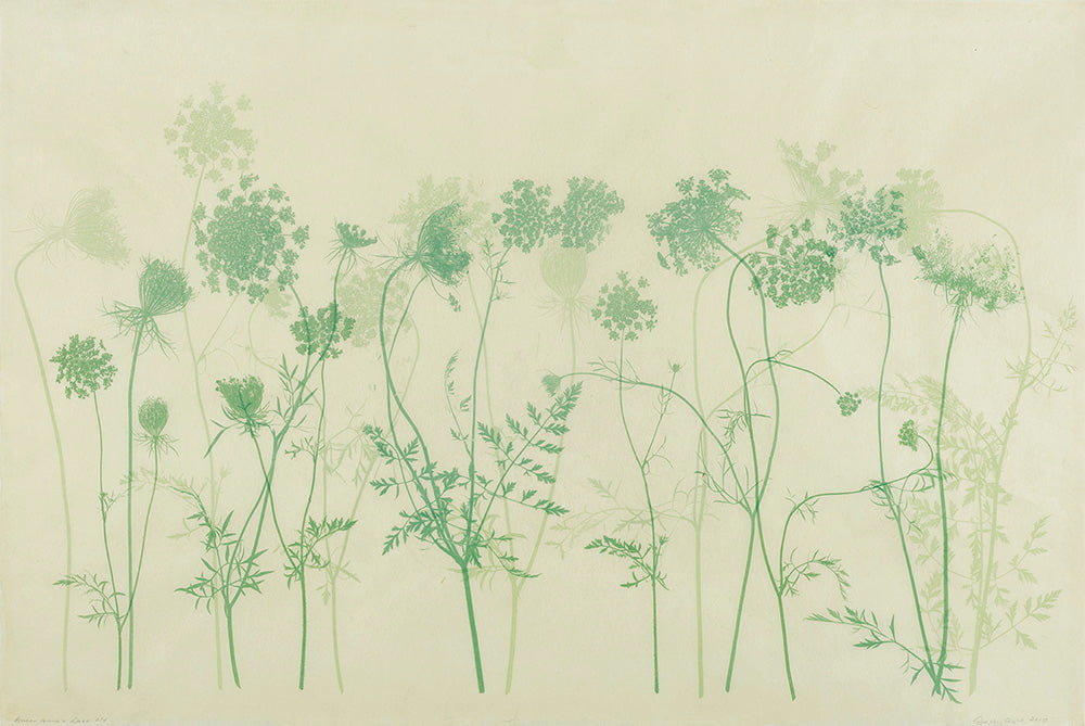 Sally Ayre - Queen Anne's Lace
