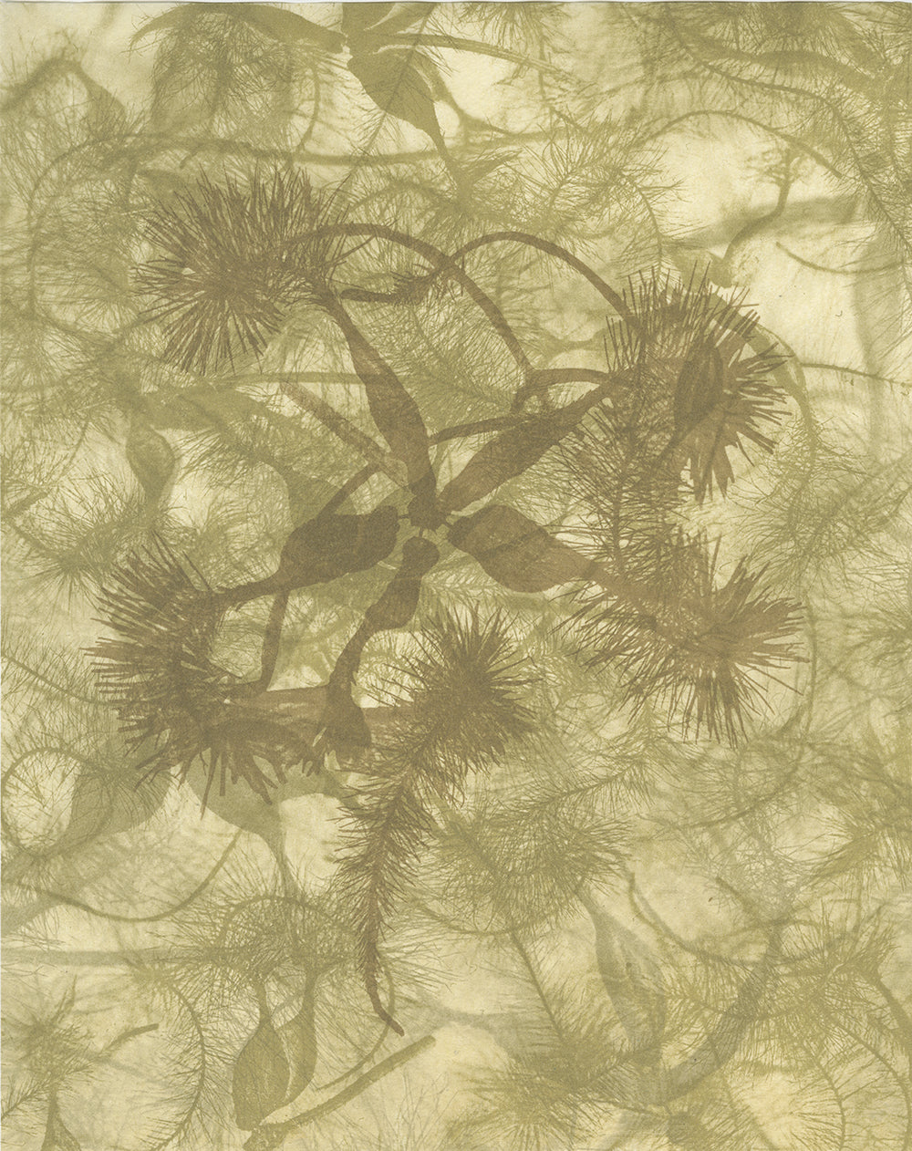 Sally Ayre - Shift #4 (Clematis)