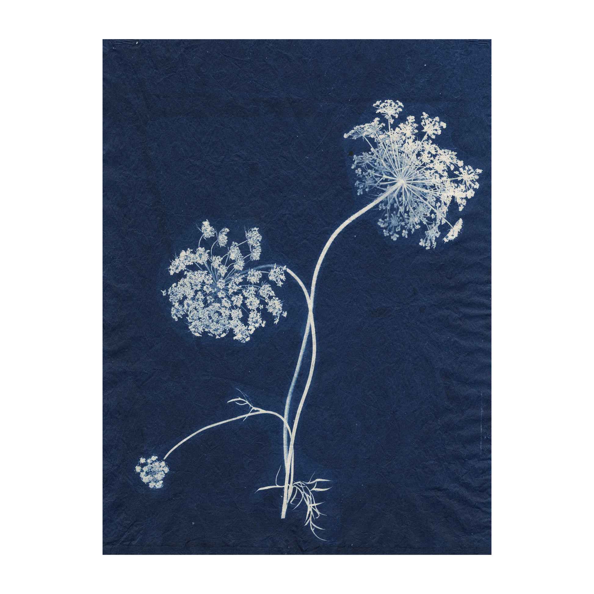 FUTURE PROOF 2023 Lot 3: Sally Ayre - Queen Ann's Lace #1