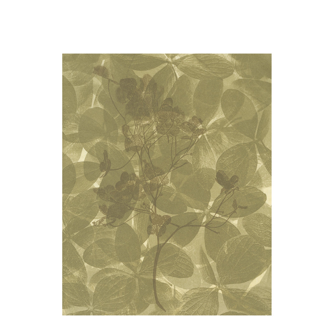 Sally Ayre - Shift #14 (Hydrangea)