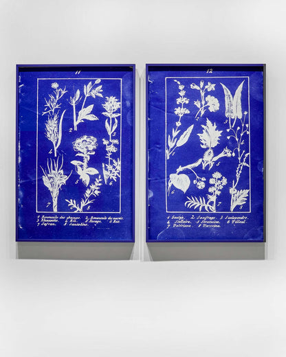 Penelope Stewart - Plate 11, Botanique