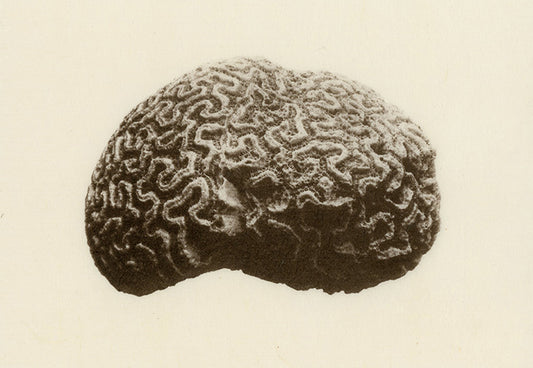 Jenn Law - Still (heirloom series, brain coral)