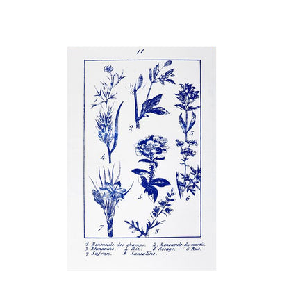 Penelope Stewart - Plate 11, Botanique