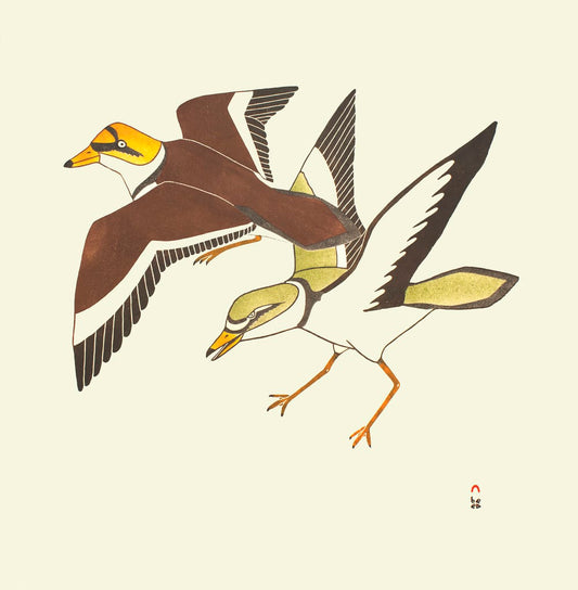 Kananginak Pootoogook - Coastal Birds