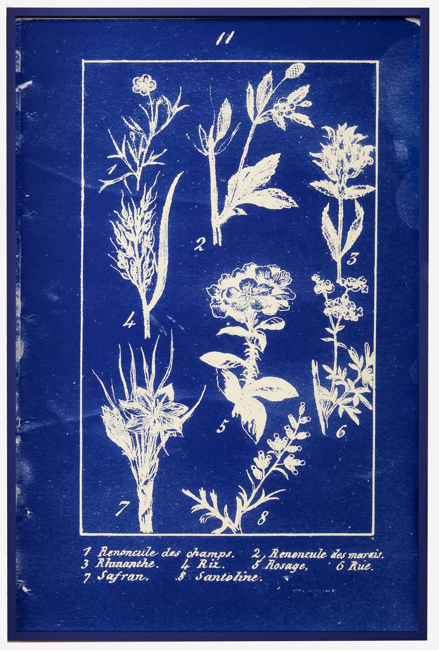 Penelope Stewart - Plate 11, Botanique