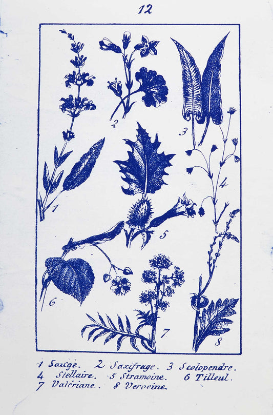 Penelope Stewart - Plate 12, Botanique