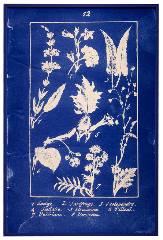 Penelope Stewart - Plate 12, Botanique
