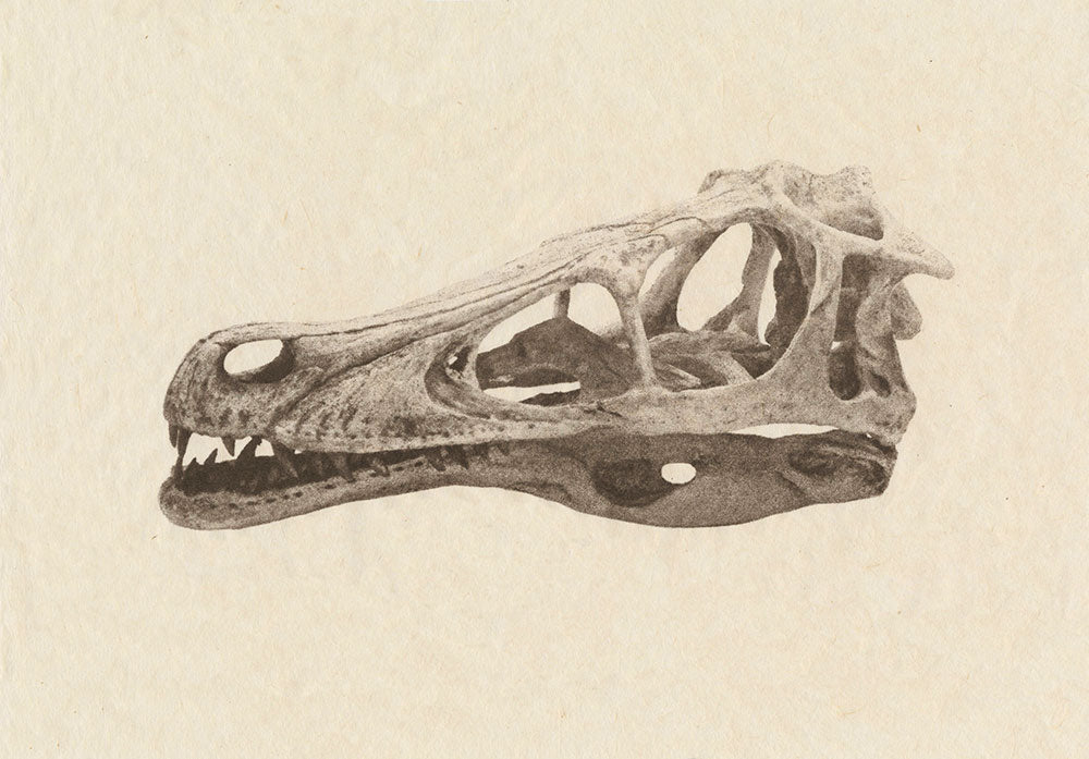 Jenn Law - Still (heirloom series, raptor skull)