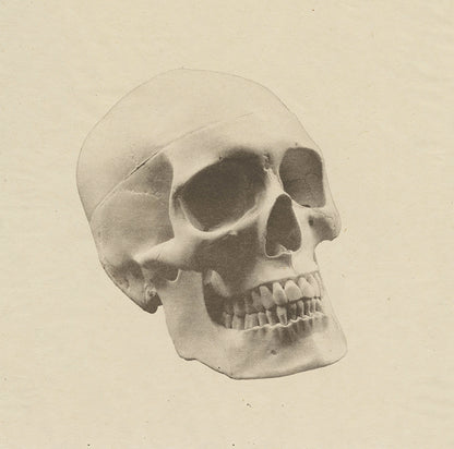 Jenn Law - Still (heirloom series, skull)